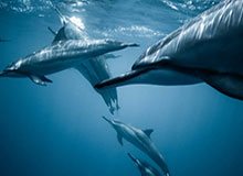 开云官方——引领时尚新潮流，尽享奢华体验